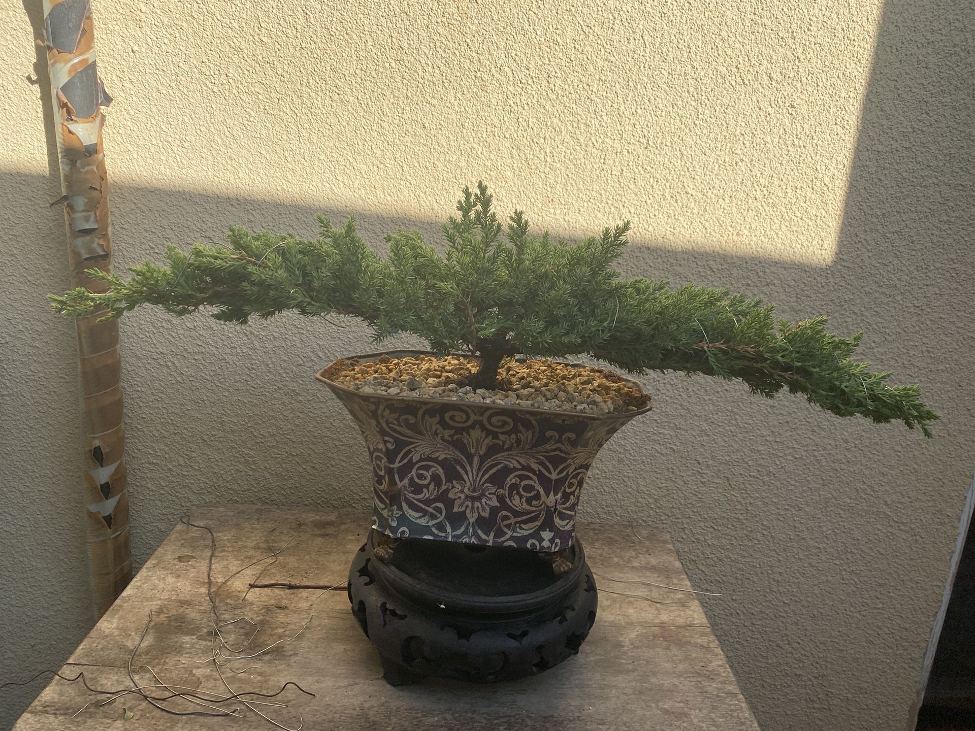 welches moos für bonsai Mooskranz Bonsai Ø 35 cm main image 0