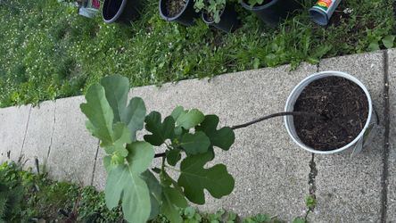 Chicago hardy fig tree