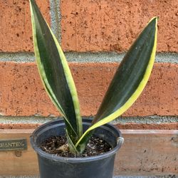 Easy care Snake Plant Sansevieria Golden Yellow and Green HousePlant House Plant  Cash only  Pick up in North San Jose, By appointment only  Location: