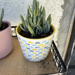 Blue Chalk Succulents