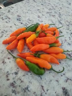 Chile Pepper Seeds South American