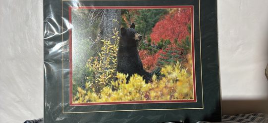 Bear photo