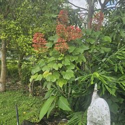 Lots Of Plant ...donate Some Soil/ Help