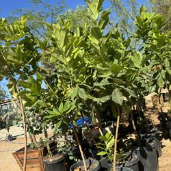 Magnolias🌳