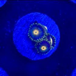 Gorilla Nips Zoa Display Decor