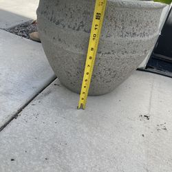 Monstera Plant, $45, cash only.