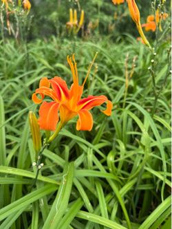 Day lily orange 1 gal