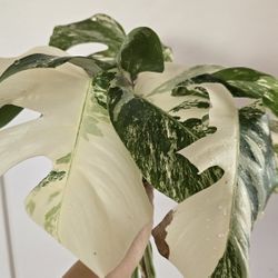 Monstera Albo Cuttings / Exact Plant / Pick the Number