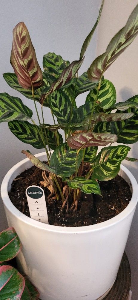 Indoor Low Light Plant With Stand