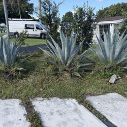 Agave plants for sale