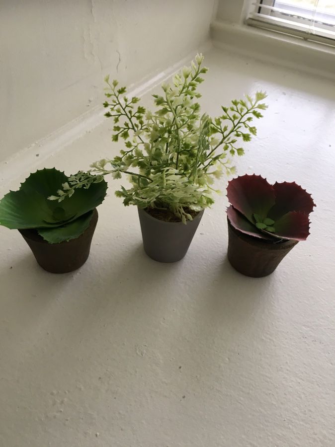 Faux Succulents & plant
