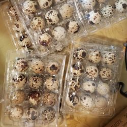 Quail Eggs And Chicken Eggs 