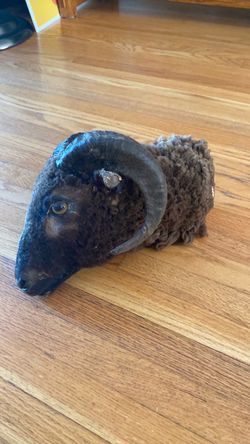 BLACK RAMS HEAD TAXIDERMY