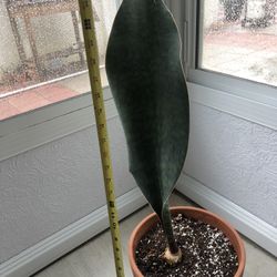 Large Sansevieria Whale fin (rare)