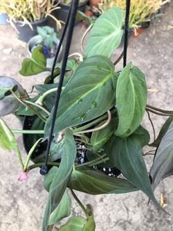 Philodendron Micans In 6 Inch Hanging Pot