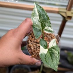 Syngonium Albo Rooted Cutting