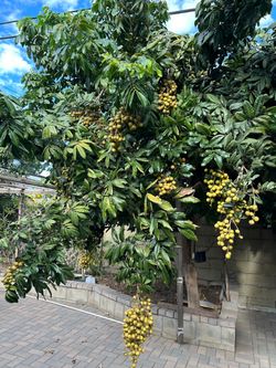 Longan fruits