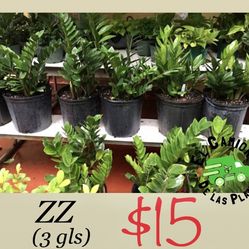 ZZ Plants in 3 gl