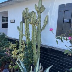 euphorbia cactus for sale in orange