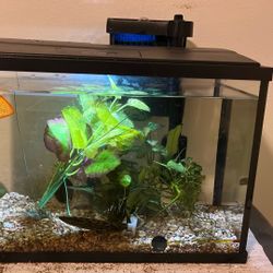 Two 5-gallon TopFin Tanks + Decor