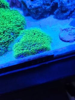 Green star polyps