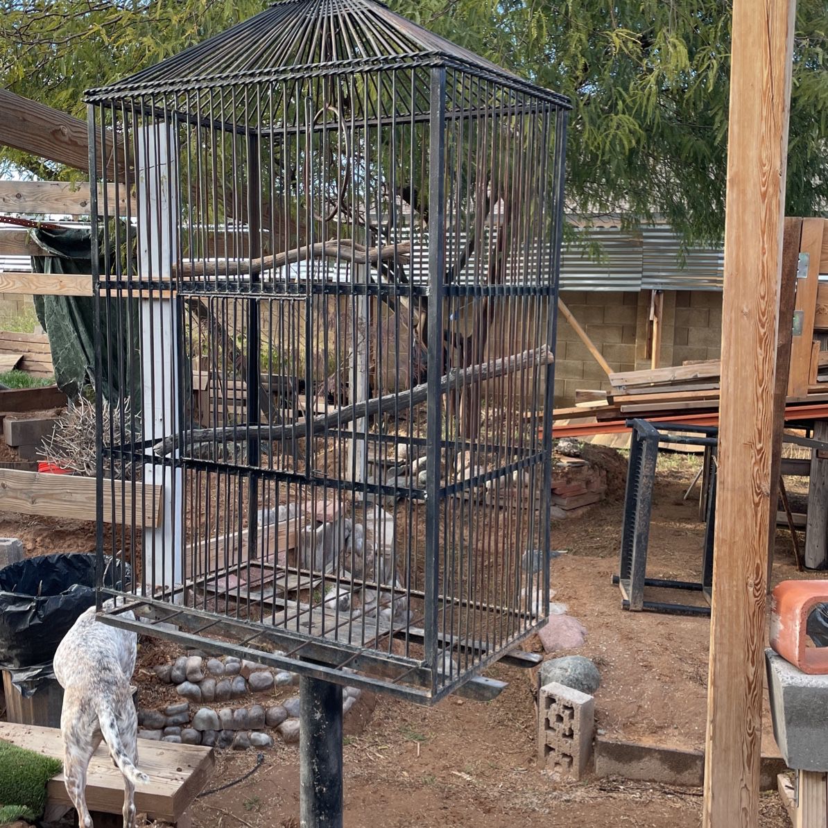 1962 Birdcage Only One Bird Owned