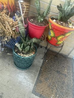 Lengua De Suegra