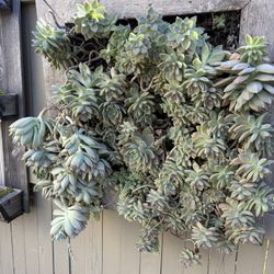 LARGE - Succulent Wall Hanging Planter Happy & Healthy 
