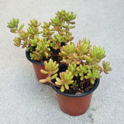 Succulents plants 🪴(2 for $5)