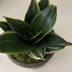 Snake  Plant In 4.5” Height Ceramic Pot