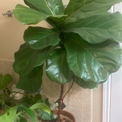 Beautiful Indoor Plant With Clay Pot 