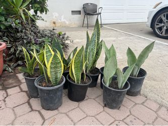Dwarf snake plant 5$ each
