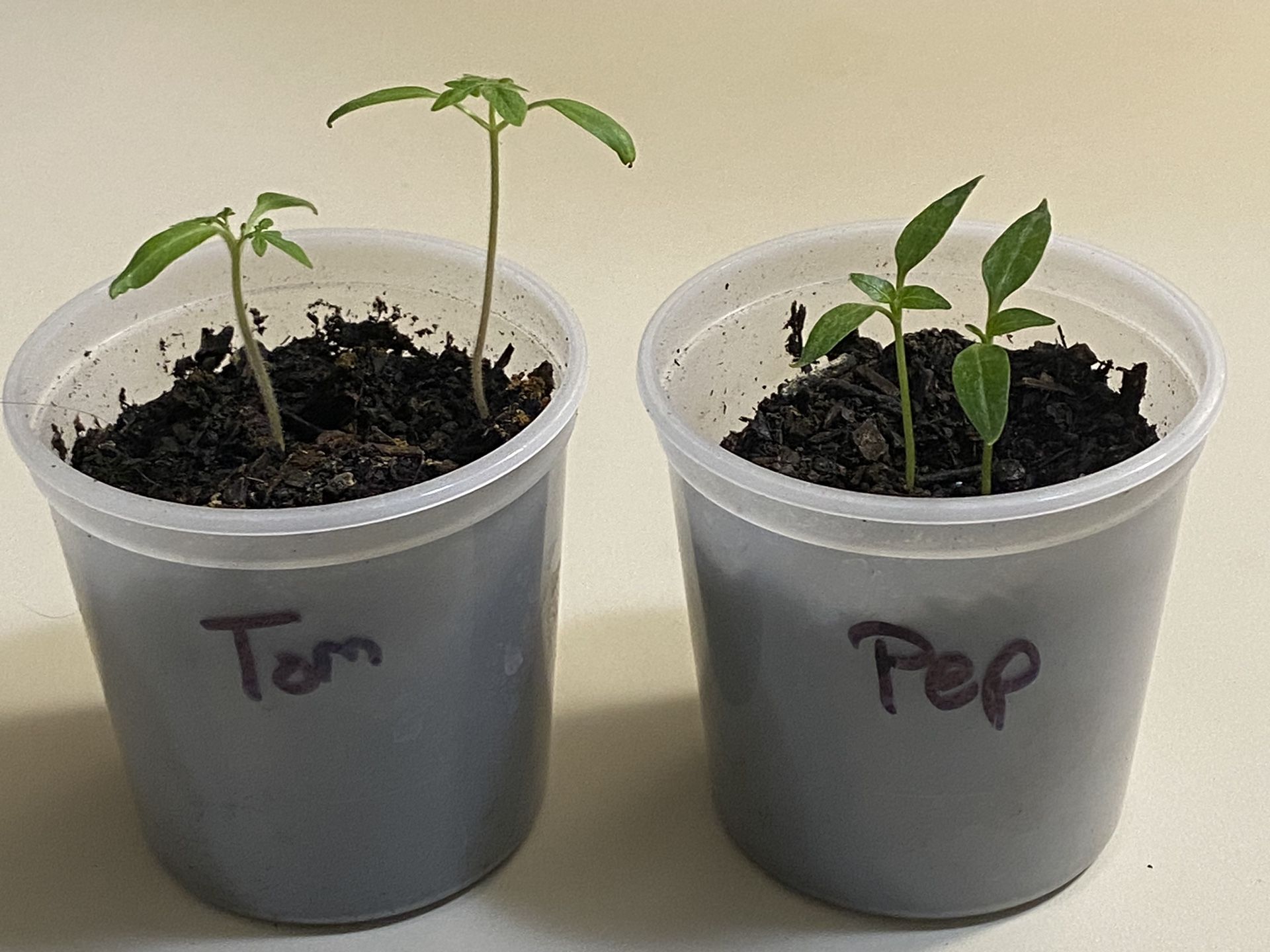 Tomato And Sweet Pepper Plants