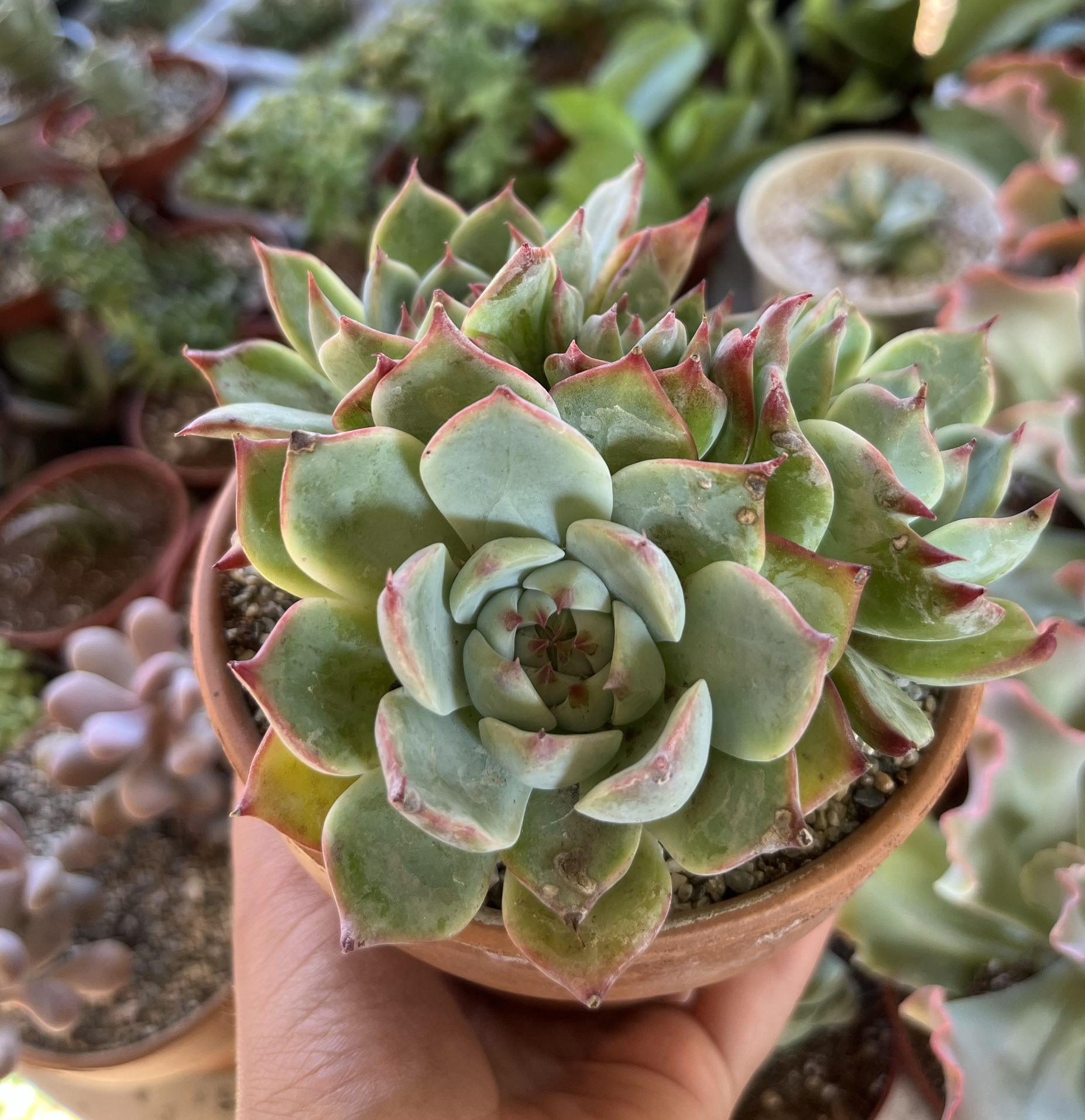 Succulent