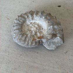 ammonite fossil