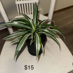 Plant Sale !!