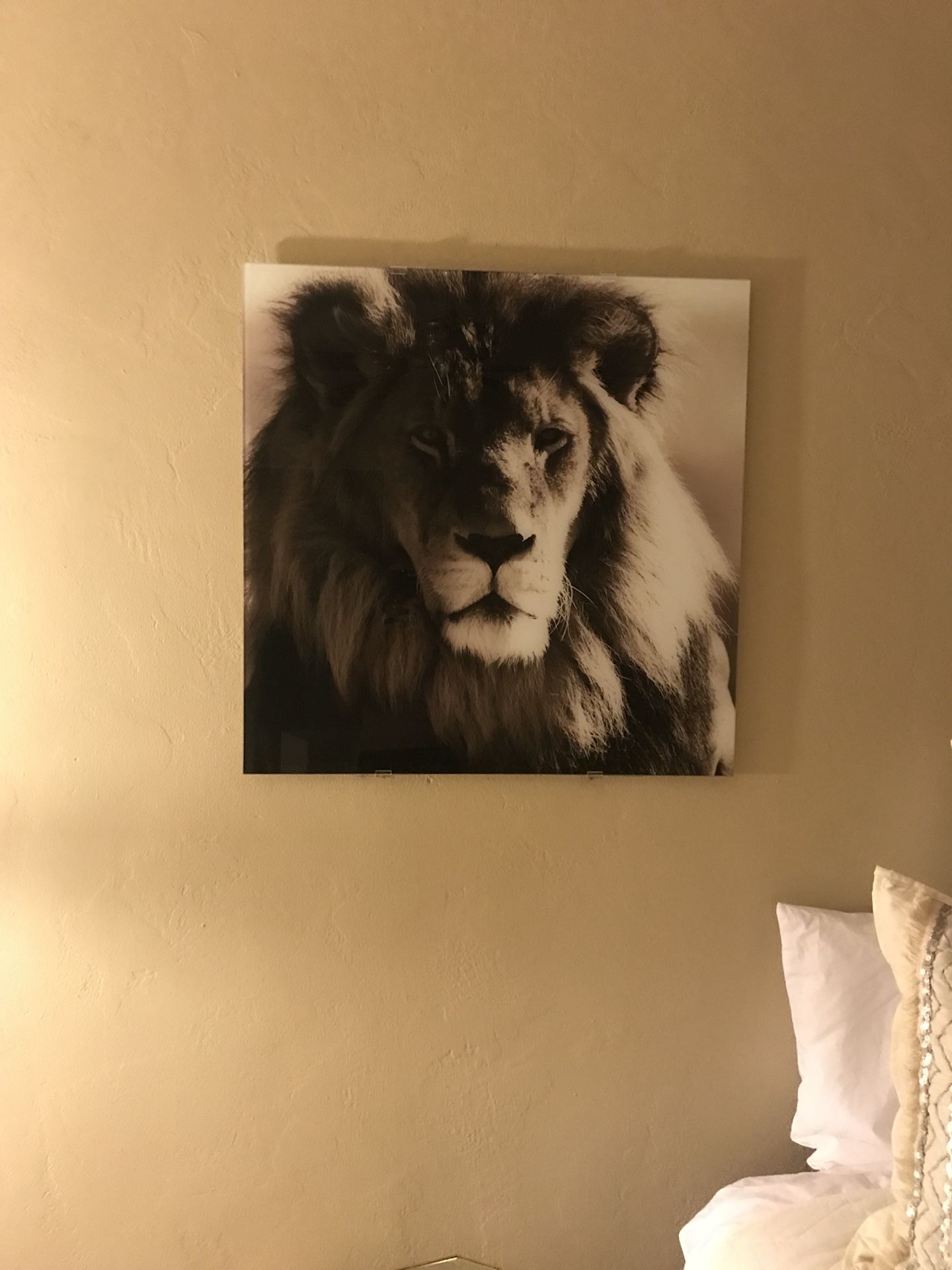 Glass lion photo