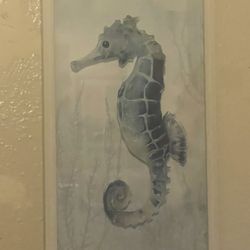 Seahorse Pictures 