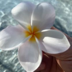 Plumeria Plant 