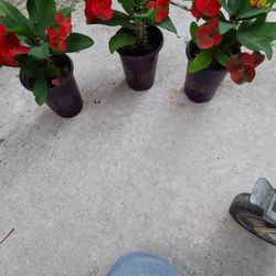 Corona De Cristo Diferentes Colores 