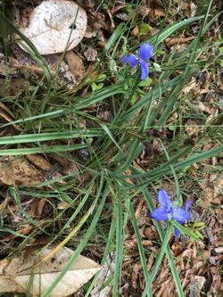 Spiderwort Medicinal Plant