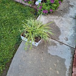 Free Spider Plant