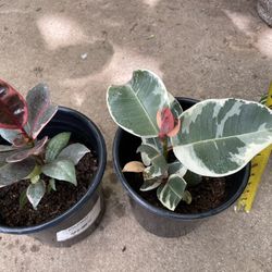 One Gallon (6.5” Pot) Tineke Rubber Plant, Ruby Rubber Plant, Multiple Plants In Each Pot, Now$15each/reg.$20each Or 2 For $25; 95820