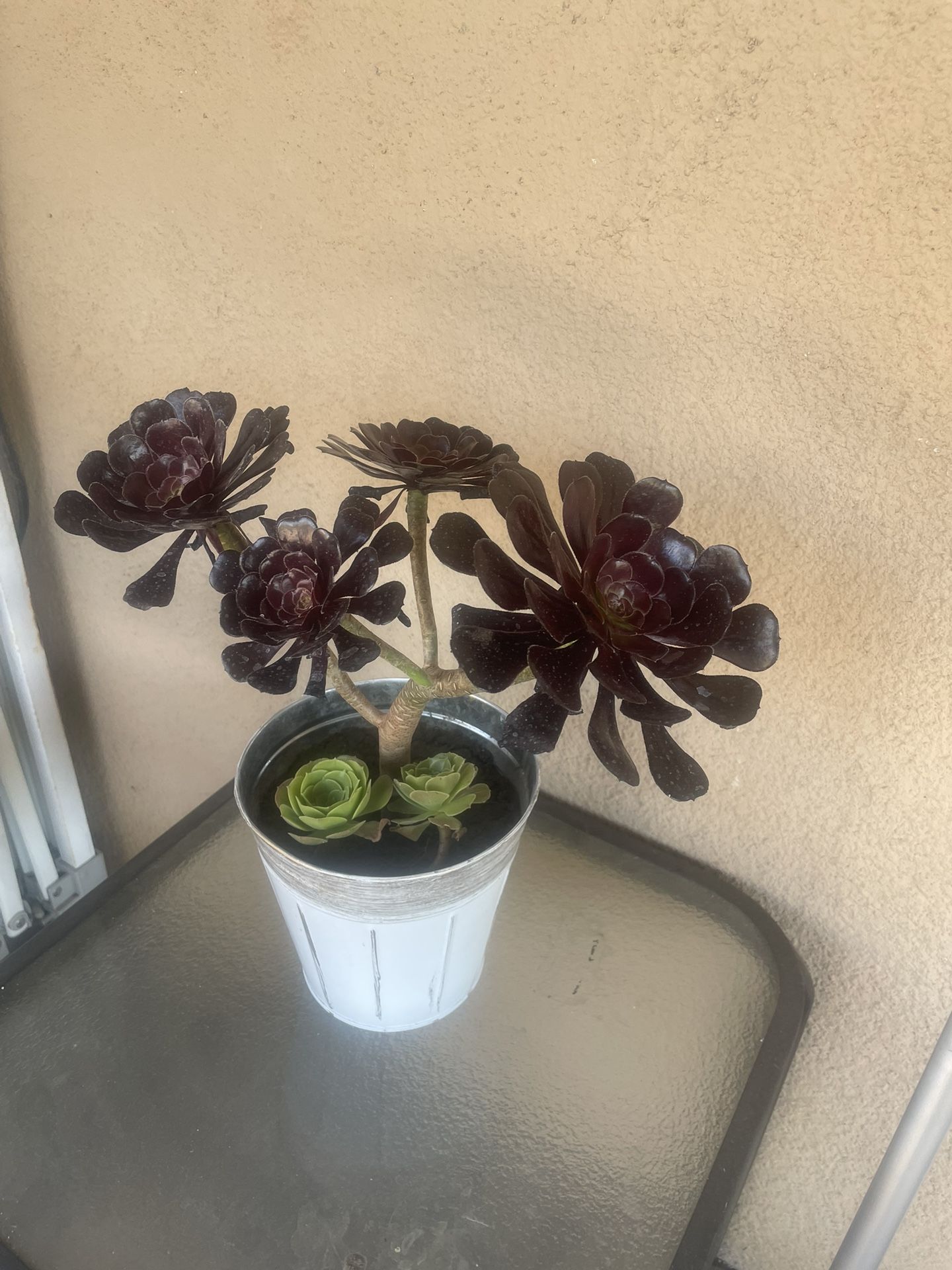 Black Rose Aeonium Succulent Plant In Pot