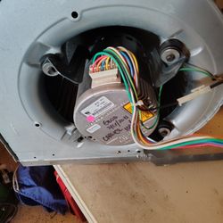 Ecm And Squirrel Cage