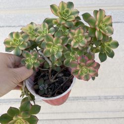 Kiwi Aeonium Plant