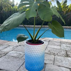 Monstera Plant w/ Ceramic Pot