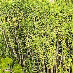 6 Pine Tree Succulent cutting, super cute, Unrooted, no soil or pot. get 2 free