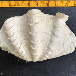 Giant Clam Shell