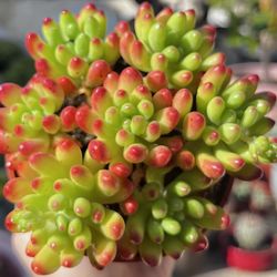$6 Red Jelly Bean Succulent Plant 🪴 |Low Maintenance |Drought Tolerant 
